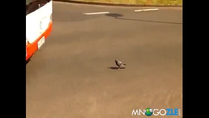 Гълъб непукист