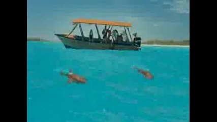 Couples Retreat - Official Trailer Hd