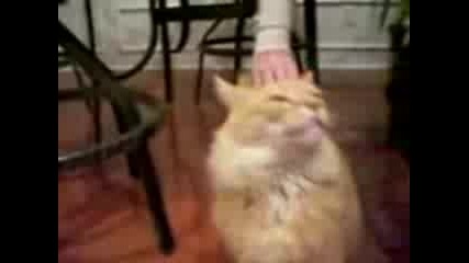 Котка лае като куче - Смях