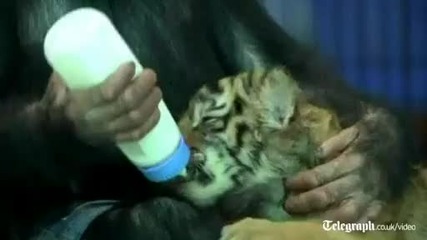 Мама шимпанзе с бебе тигърче