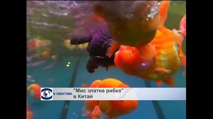 В обектива: Мис "Златна рибка" в Китай