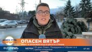 Дърво падна пред входа на телевизия Euronews Bulgaria