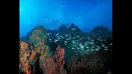 Ocean Life