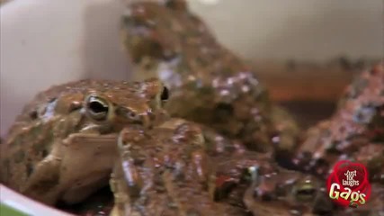 Живи жаби за вечеря - скрита камера