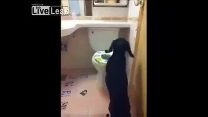 Куче използва тоалетната!