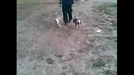 Pitbul