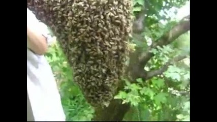 Млад пчелар със голи ръце рояк лови