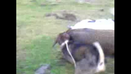 Habil Profesora 6.mp4