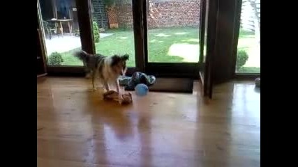Куче си играе с балон