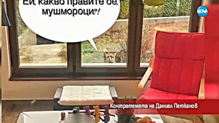Контратемата на Даниел Петканов (06.12.2017)