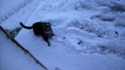 Котка върху леден покрив
