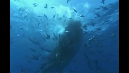 Amazing Ambient Deep Sea Adventure 