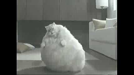 Реклама (котка Се Опитва Да Отслабне)