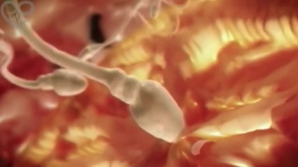 Life in the Womb 9 Months in 4-min