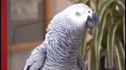 Говорещ папагал
