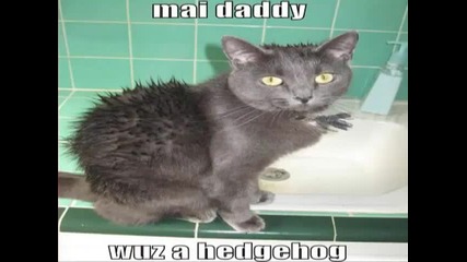 Много Смешни Котки ;d 5 част