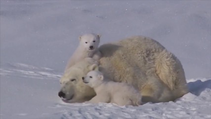 Семейство полярни мечки!