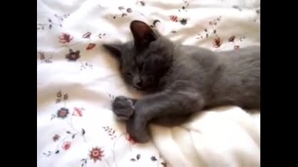 Talking Cat 