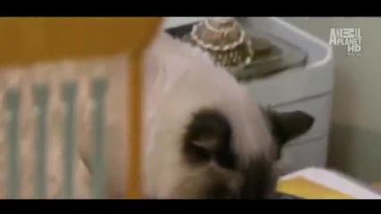 My Cat from Hell s03e07 Full Episodes