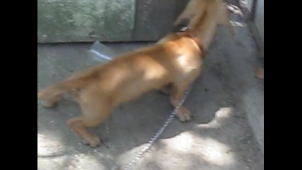 dakel