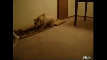 Куче тича на сън и се забива в стената :d 