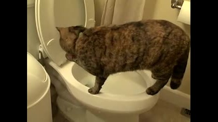 Котка си играе в тоалетната :d :d :d 