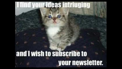 Funny Cat Pictures
