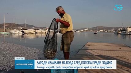 Хиляди мъртви риби изплуваха на пристанището на гръцкия град Волос