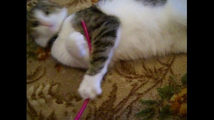 Много сладко коте си играе