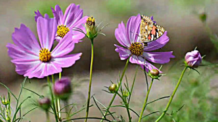 Flowers Cosmos Цветя Космос