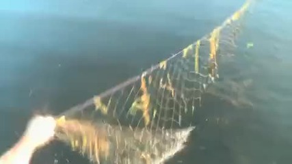 Поздрав За Мрежарите 