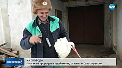 Пуснаха на свобода спасените в Дулово щъркели