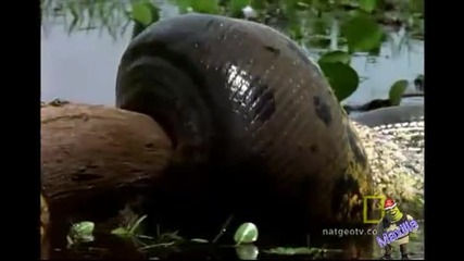 National Geographic - Анаконда (hq) 