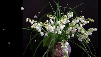 Моя бяла пролет... ...(music Panin Pavel)... ...