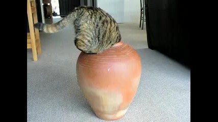 котка влиза във ваза