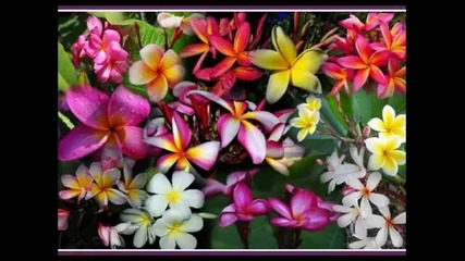 Хавай - красивата хавайска инструментална музика