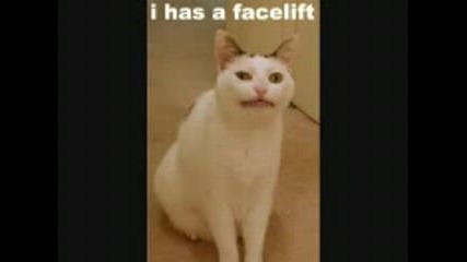 Funny Cats Voll.2