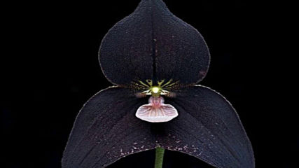 "черна орхидея на нощта" автор Деница Петрова