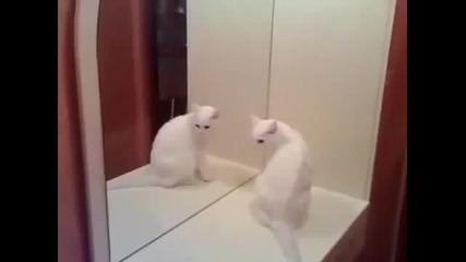 Луда котка се дразни от отражението си