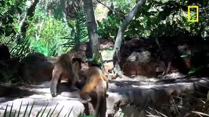 On Assignment: Monkeys Use Stones to Crack Open Nuts