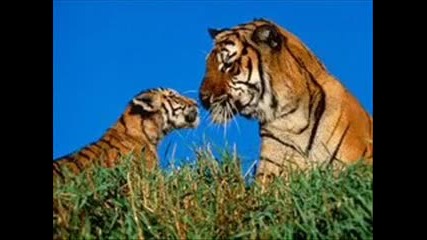 Готини снимки на тигърчета