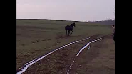 див кон 