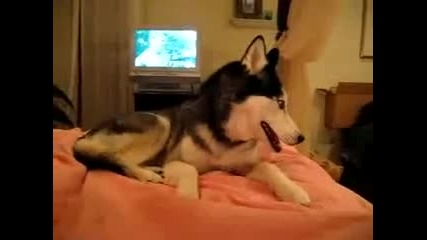 Хъски казва Обичам те 