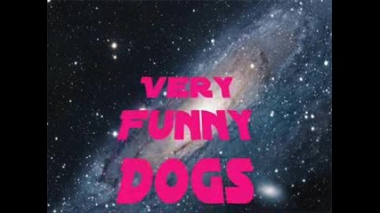 *funny Dogs*