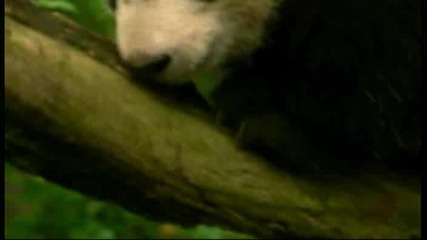 Скок, салто и аплодисменти… за бебе панда - акробат