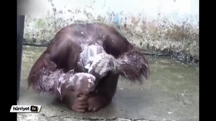 Маймуна си взема душ