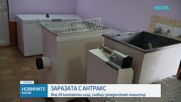 Христанов: Има открити две огнища на антракс в страната, които са изолирани