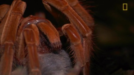 Най-големият паяк в света, тарантулата Голиат