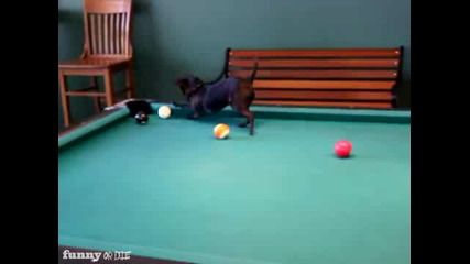 Чихуахуа играе билярд 