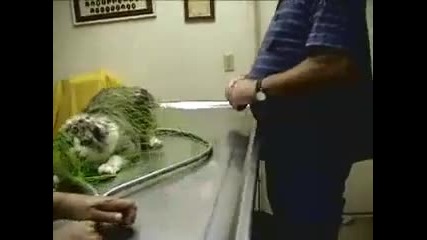 Crazy Cat Attacks the vet!!!!!!!!!!